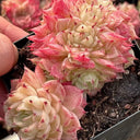 Echeveria 'Beninoturu', 2pcs x 1-head