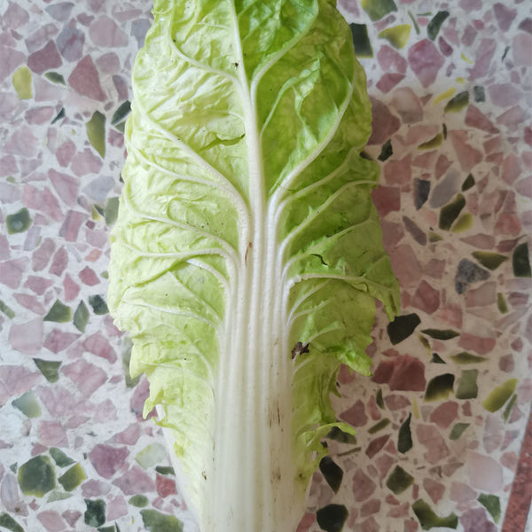 Chunmei F1 Hybrid Chinese Cabbage Seeds, 5g