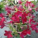 Flowering Tobacco Seeds (Nicotiana alata), 5000 Seeds
