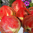 813 Cherry Syrup F5 Tomato, 5 Seeds