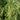 Green Love-lies-bleeding Flower Seeds, 1g