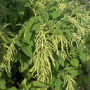 Green Love-lies-bleeding Flower Seeds, 1g