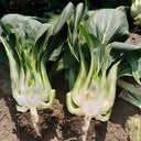 'Black General' Bok Choy Seeds, 10g