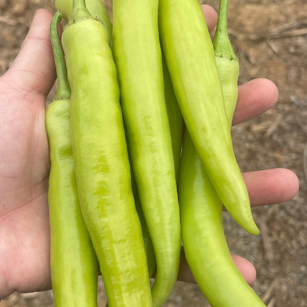 Yellow Beauty Pepper Seeds, 0.3g