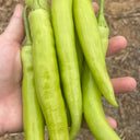 Yellow Beauty Pepper Seeds, 0.3g