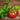 901 Wine Jug Tomato, 5 Seeds