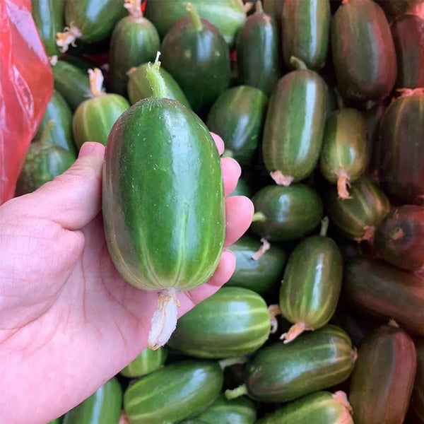 Jintong & Yunü Mini Fruit Cucumber Seeds, 10 Seeds