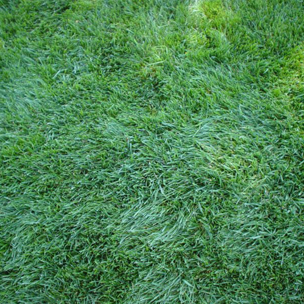 Festuca arundinacea 'Chenelle' Seeds, 200g