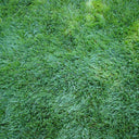 Festuca arundinacea 'Chenelle' Seeds, 200g