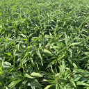 Willow-Leaf White Amaranth Seeds, 250g