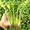 Hybrid Potherb Mustard Seeds, 10g