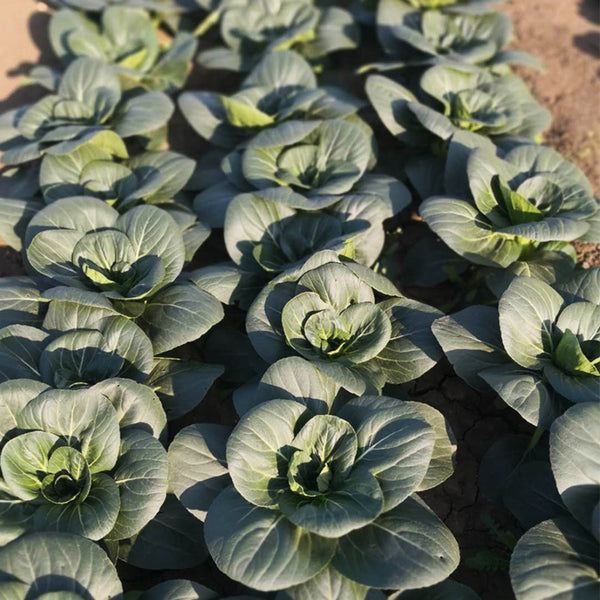'Black Marshal' Bok Choy Seeds, 5g