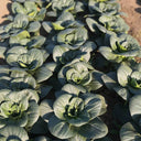 'Black Marshal' Bok Choy Seeds, 5g