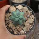 Myrtillocactus geometrizans 'Fukurokuryuzinboku', 9-11cm