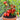 381 Window Dwarf Tomato, 5 Seeds