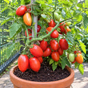 381 Window Dwarf Tomato, 5 Seeds