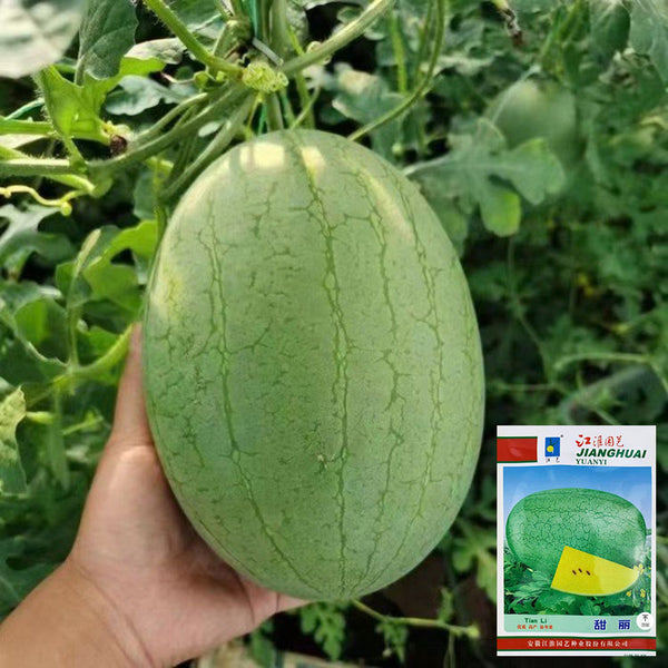 'Sweet Li' Yellow Flesh Watermelon Seeds, 20 Seeds