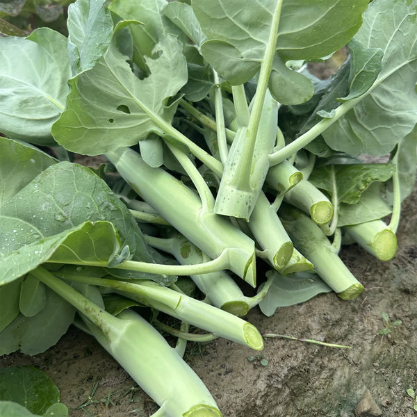 Dajinsun Chinese Kale Seeds, 10g