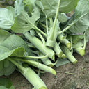 Dajinsun Chinese Kale Seeds, 10g