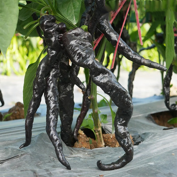 Zilongjiao No.1 Chili Seeds, 10 Seeds