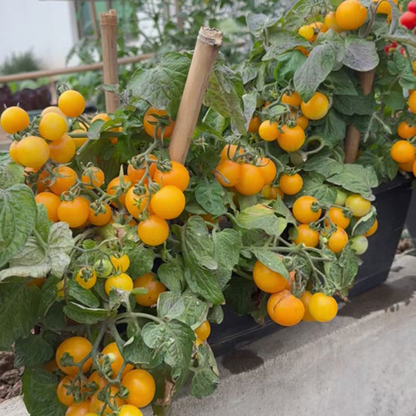Potted Dwarf Yellow Tomato, 100 Seeds