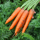 Traditional Five-Inch Carrot Seeds, 8g