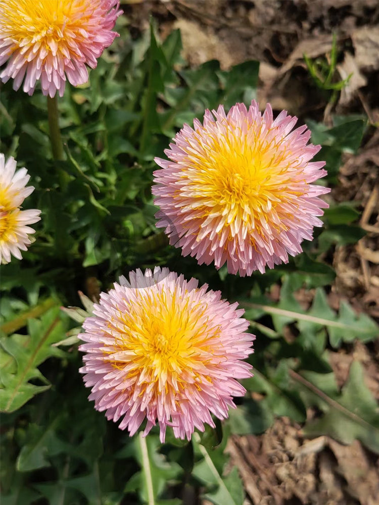 Pink Dandelion