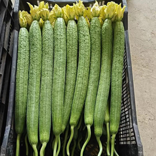 Jiamei 60 Long Sponge Gourd, 100 Seeds