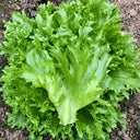 W1359 Crisp Tender Green Skirt Lettuce, 3 Grams ≈ 1000 Seeds