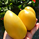 584 White Heart of Kiel Tomato, 5 Seeds