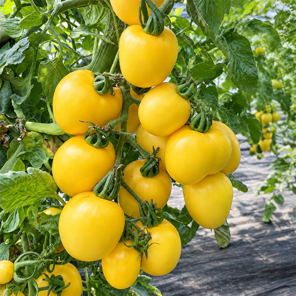 U2611 Yellow Peach Fruit Tomato, 100 Seeds