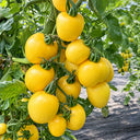 U2611 Yellow Peach Fruit Tomato, 100 Seeds