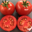 573 Tiny Totem Tomato, 5 Seeds