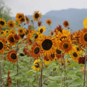 HEL10 Mixed Color Sunflower, 50 Seeds