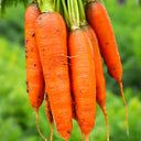 'Huangjian No.1' Carrot Seeds, 10g