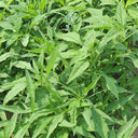 Willow-Leaf Amaranth Seeds, 10g