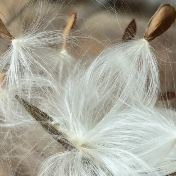 Gurmar, 20 Seeds
