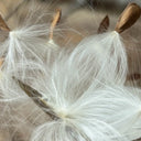 Gurmar, 20 Seeds