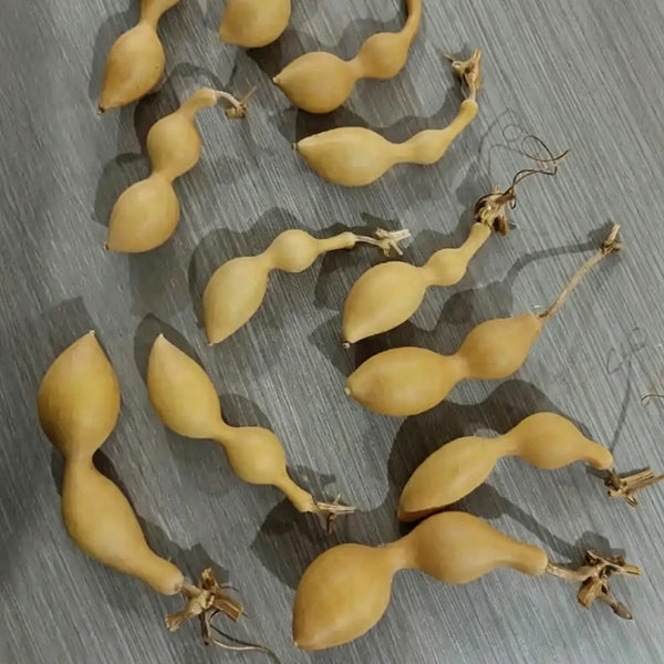 Ant Belly Gourd, 10 Seeds