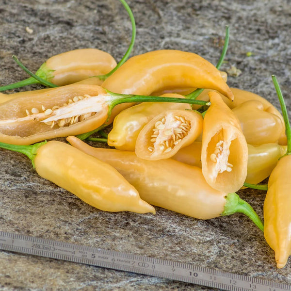 Sugar Peach Pepper, 5~10 Seeds