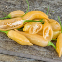 Sugar Peach Pepper, 5~10 Seeds