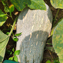 Baby Pumpkin Seeds, 10 Seeds