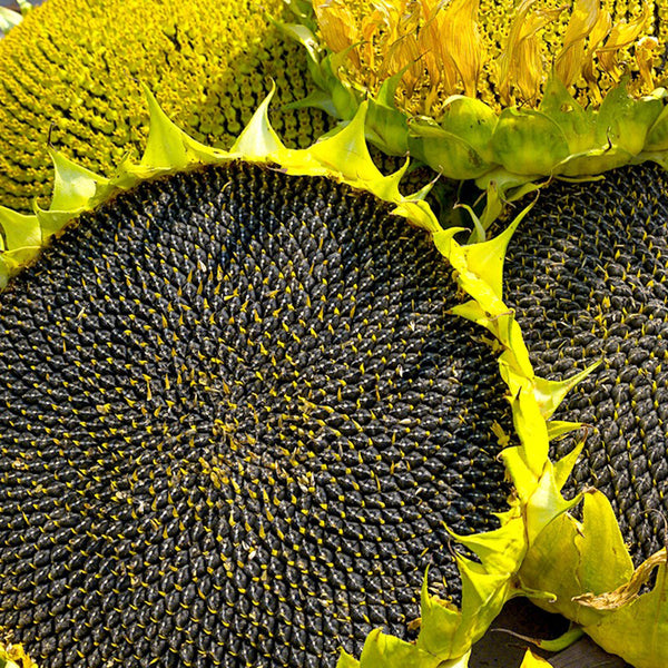 Dwarf Edible Sunflower Seeds, 10g