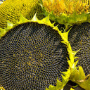 Dwarf Edible Sunflower Seeds, 10g