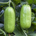 Eight-ridged Cucumber Seeds