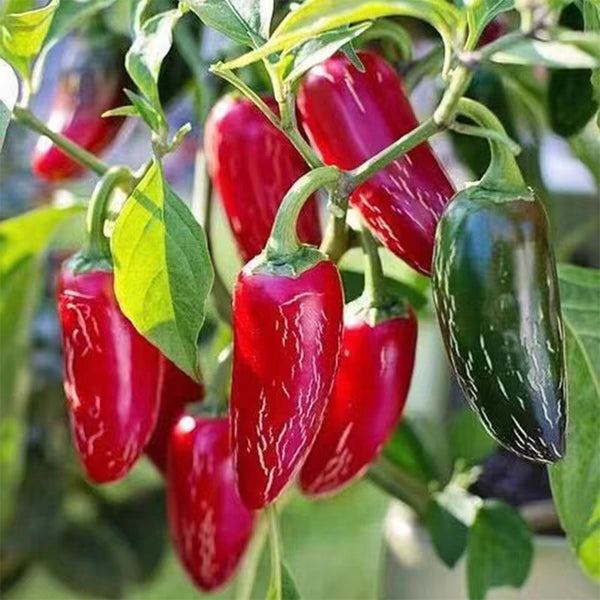 Mexican Chili Pepper Seeds, 5 Seeds