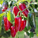Mexican Chili Pepper Seeds, 5 Seeds