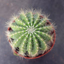 Parodia magnifica, 3-4cm