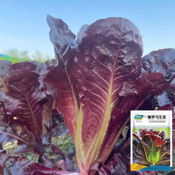 Purple Leaf Romaine Lettuce Seeds, 3g