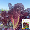 Purple Leaf Romaine Lettuce Seeds, 3g